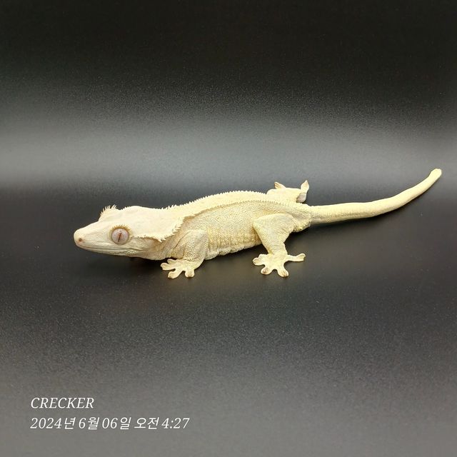 크림 릴리화이트 화이트