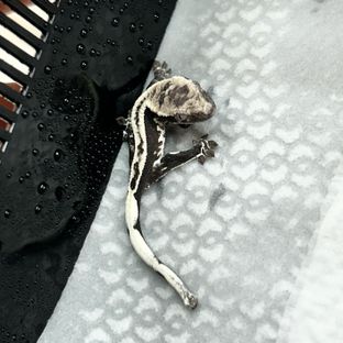 아잔틱