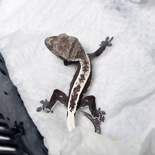 아잔틱