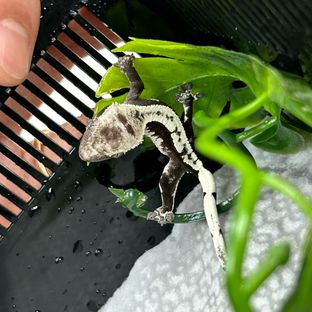 아잔틱