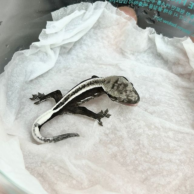 아잔틱