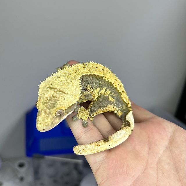 100%헷아잔틱