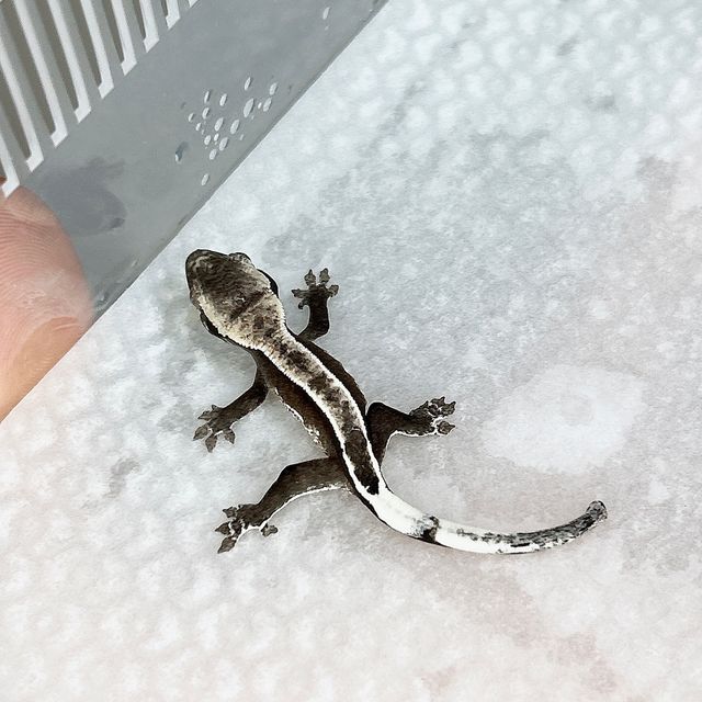 아잔틱