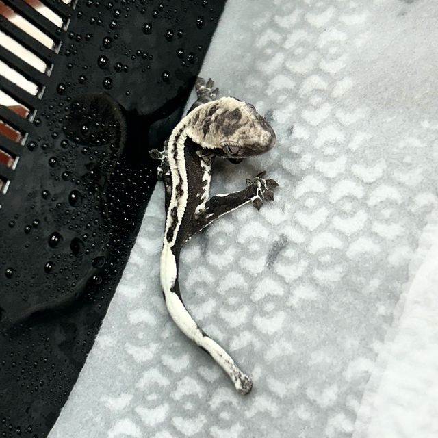 아잔틱