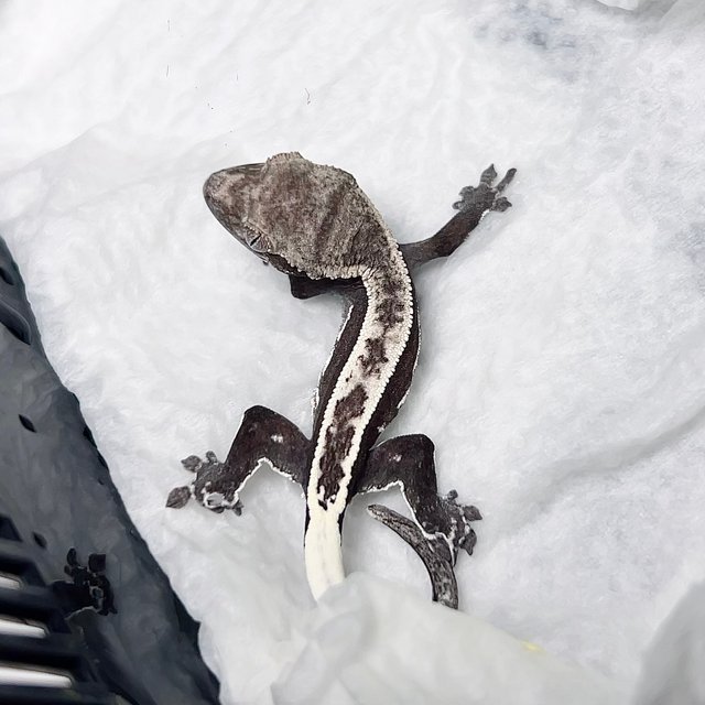 아잔틱