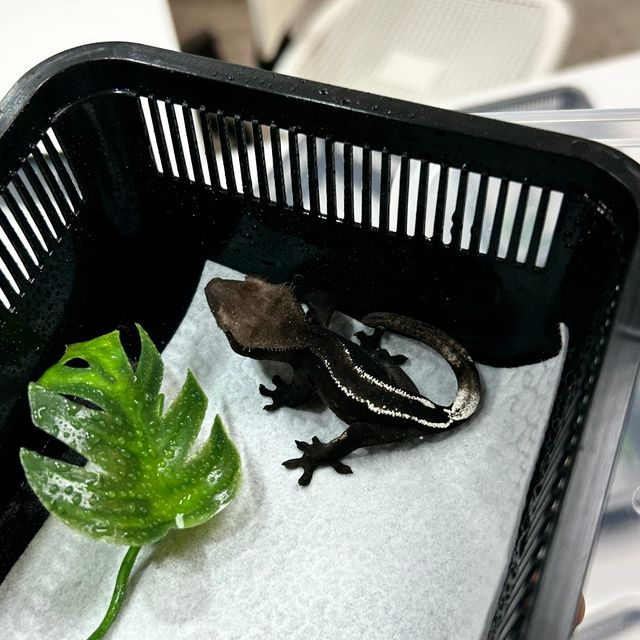 아잔틱
