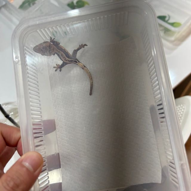 100%헷아잔틱