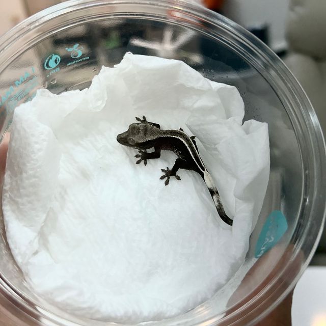 아잔틱