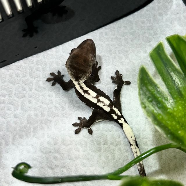 아잔틱