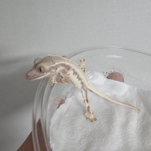 프라푸치노