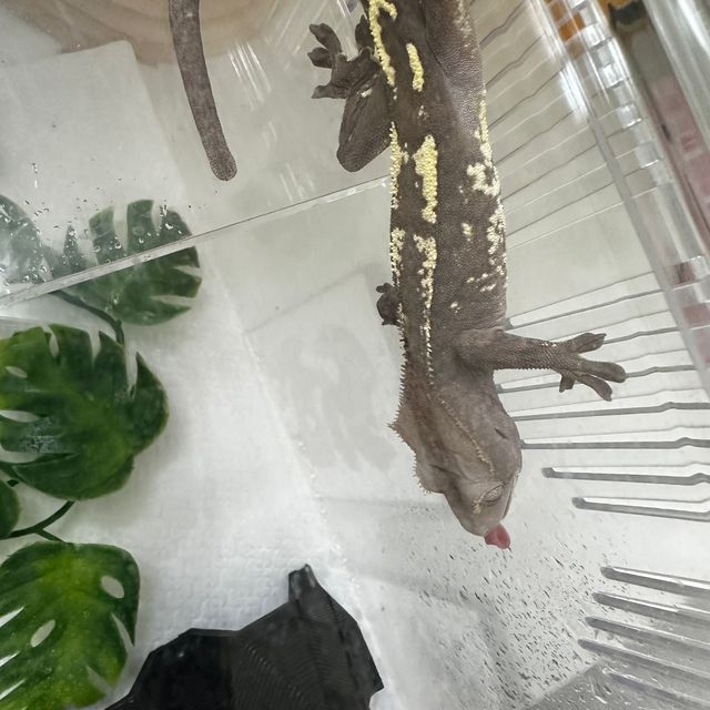 카푸치노