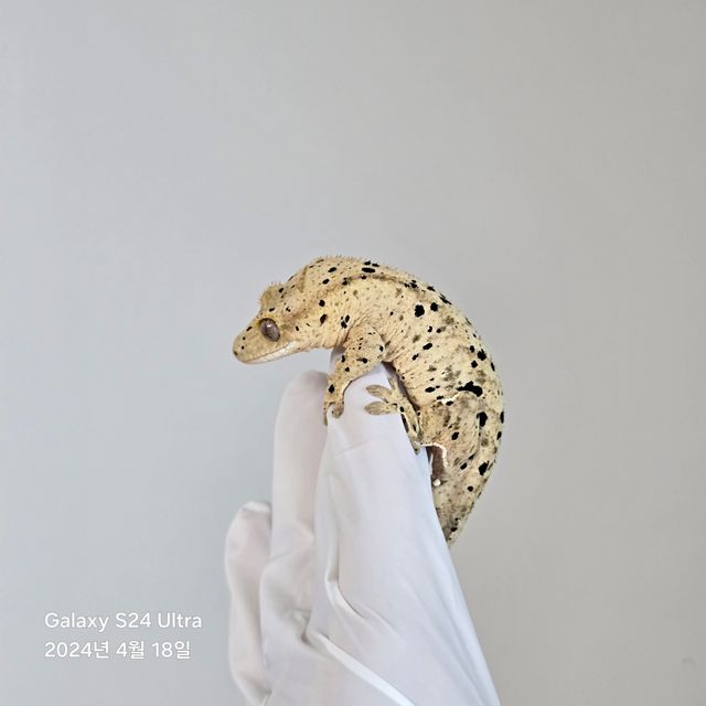 달마시안 슈퍼달마시안