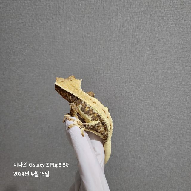 릴리화이트