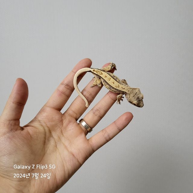 노멀 트라이