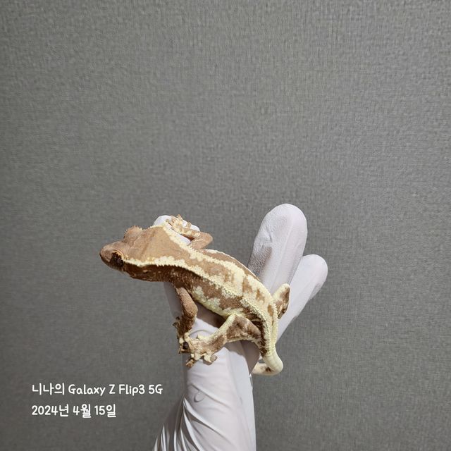 프라푸치노
