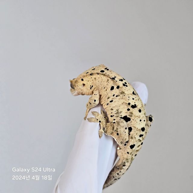 달마시안 슈퍼달마시안
