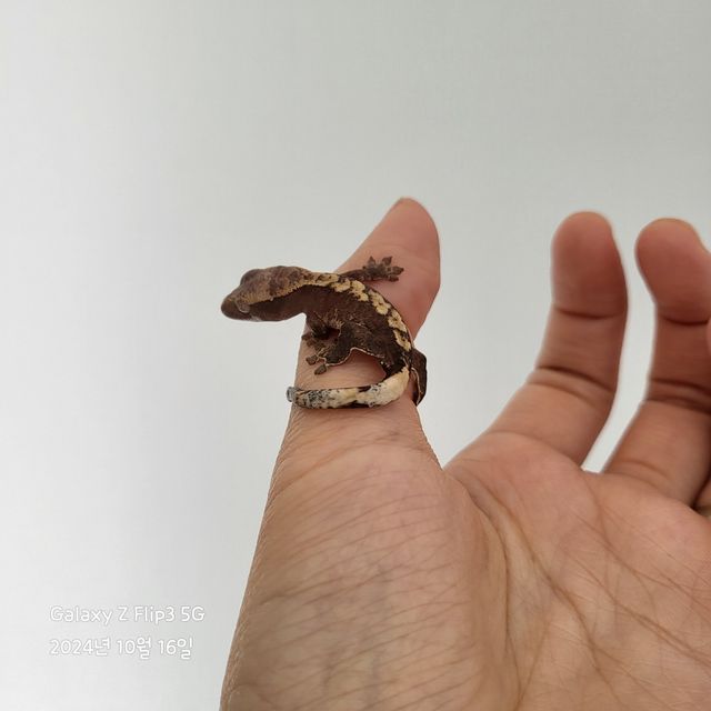 100%헷아잔틱