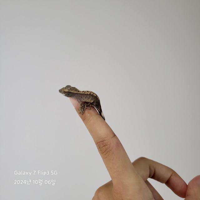 100%헷아잔틱
