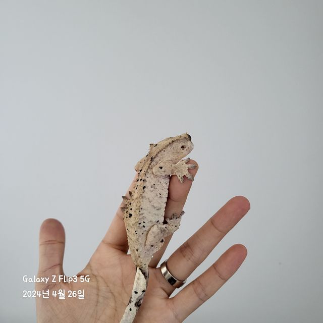 달마시안