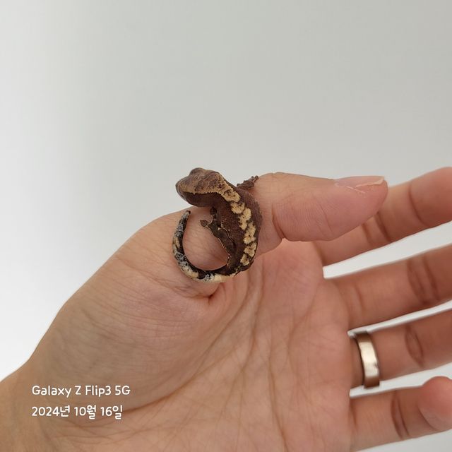 100%헷아잔틱