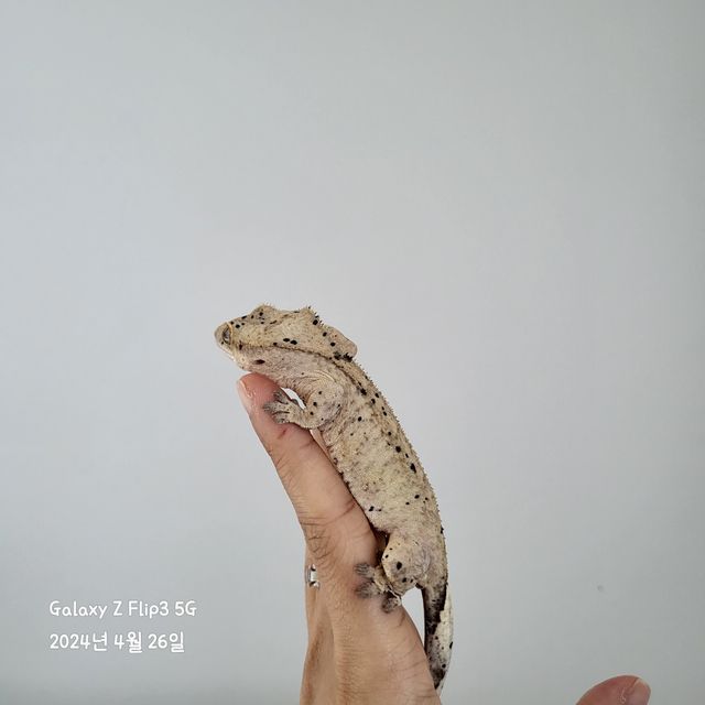 달마시안