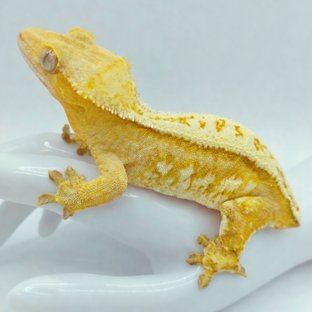 토시