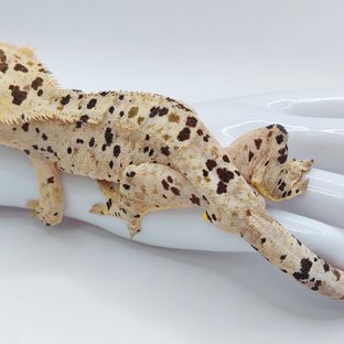 심바