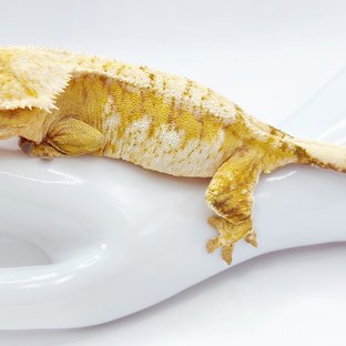 쿠키