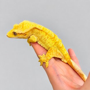 해리