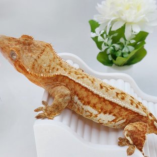 뽀또