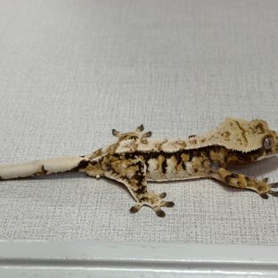 노멀 트라이 익스트림할리퀸