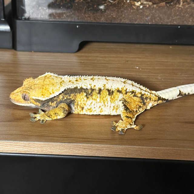 노멀 드리피 트라이 익스트림할리퀸