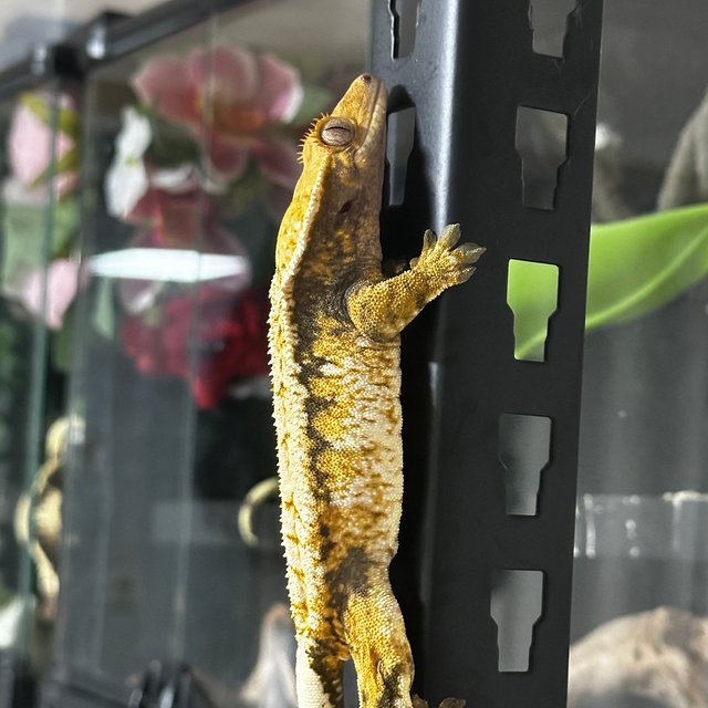 노멀 드리피 트라이 익스트림할리퀸