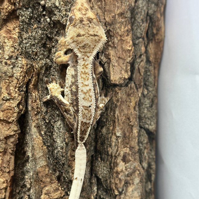 트라이 노멀 쿼드 풀핀 핀스트라이프