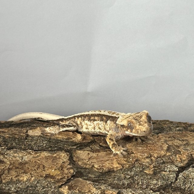 트라이 노멀 쿼드 풀핀 핀스트라이프