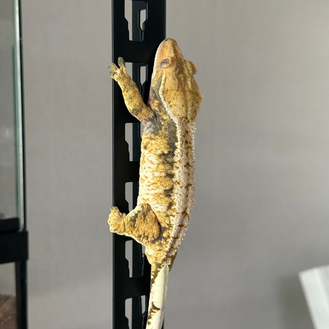 노멀 드리피 트라이 익스트림할리퀸