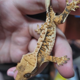 트라이 익스트림할리퀸