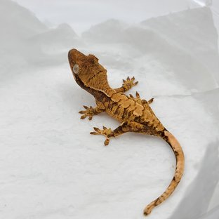 트라이 텐저린 화이트핀 화이트포트홀 익스트림할리퀸 화이트스팟