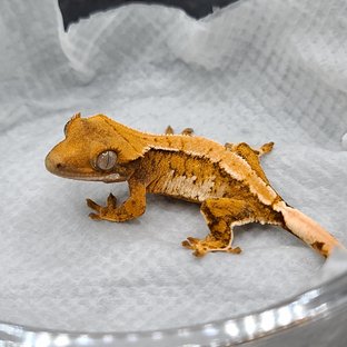 노멀 트라이 화이트포트홀 화이트스팟 화이트핀