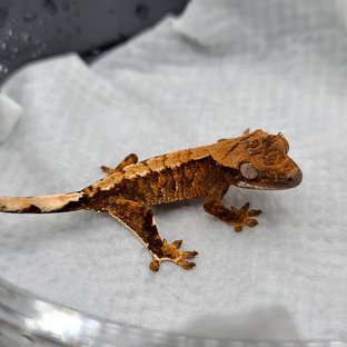 노멀 화이트스팟 화이트포트홀 익스트림할리퀸 텐저린