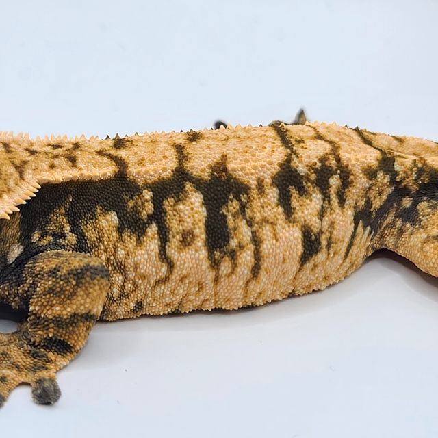 트라이 할리퀸 화이트포트홀 화이트스팟 화이트핀 텐저린