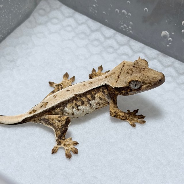 노멀 화이트스팟 화이트포트홀 화이트핀 풀핀