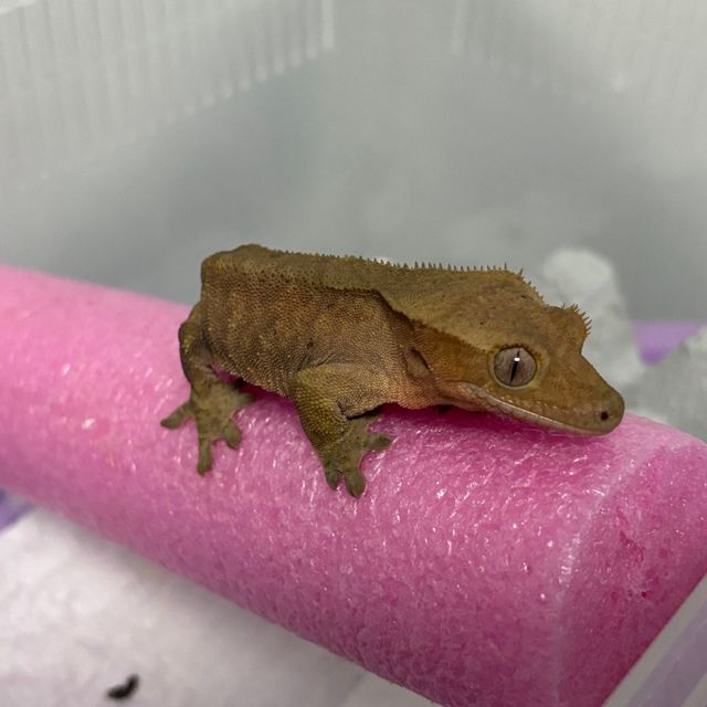 벅스킨 레드
