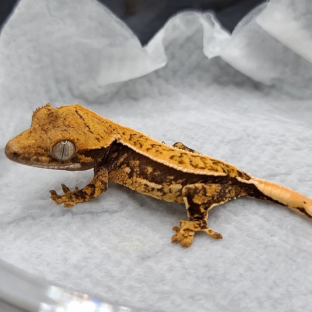 노멀 쿼드 화이트스팟 핀스트라이프 화이트포트홀 화이트핀