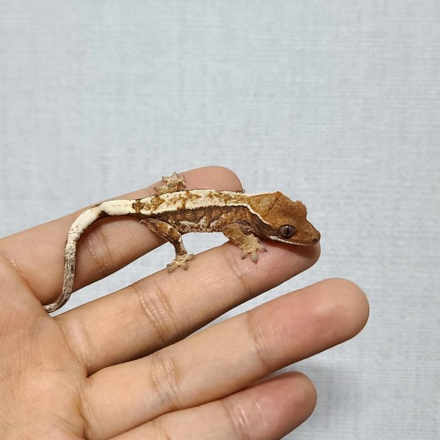 카푸치노 화이트포트홀 화이트스팟 화이트핀 트라이