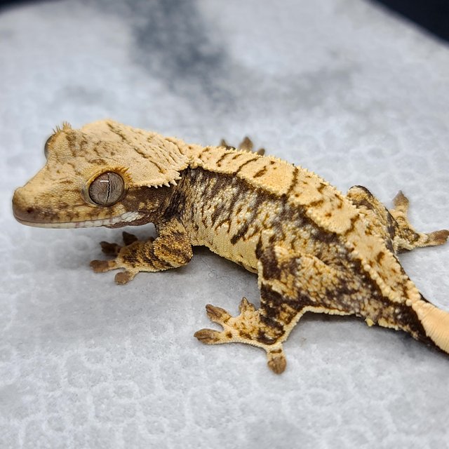 노멀 화이트포트홀 화이트핀 화이트스팟 드리피