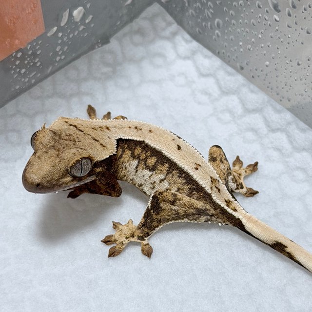 노멀 화이트스팟 화이트포트홀 화이트핀 풀핀