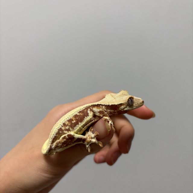 레드 릴리화이트 핀스트라이프