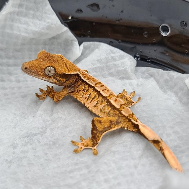 트라이 화이트포트홀 화이트핀 화이트스팟 텐저린 익스트림할리퀸