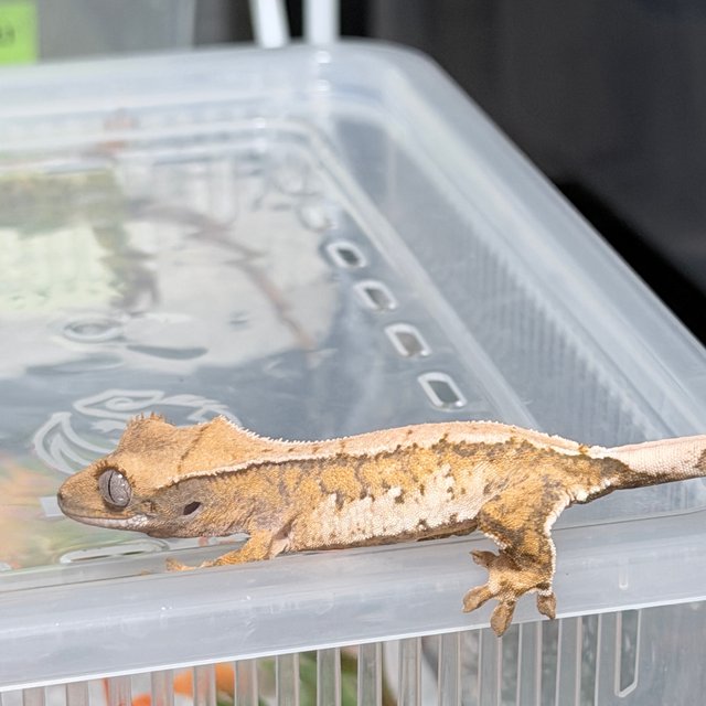 노멀 트라이 화이트포트홀 화이트스팟 화이트핀